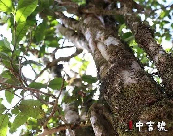 茶界新寵單株