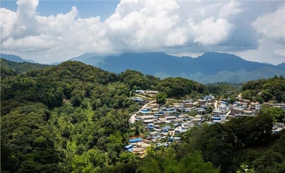 中吉號(hào)普洱茶