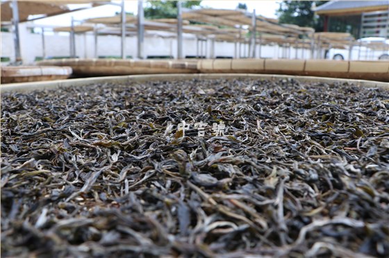 云南普洱茶