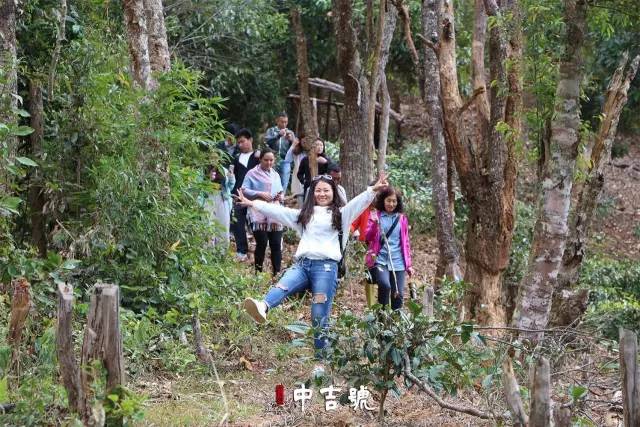 中吉號(hào)云南茶山行