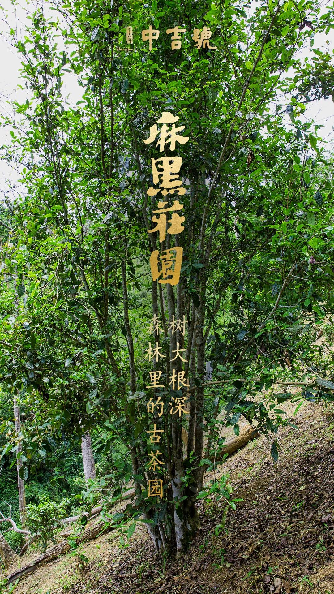中吉號(hào)麻黑莊園普洱茶 中吉號(hào)麻黑莊園普洱茶